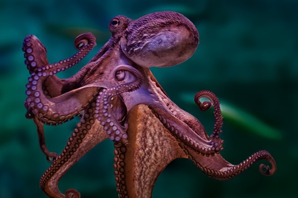 Kraken что это за магазин